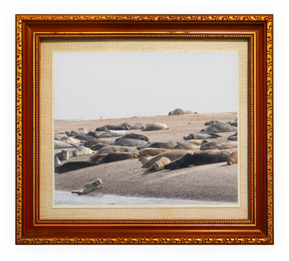(c) Waddenveer.nl
